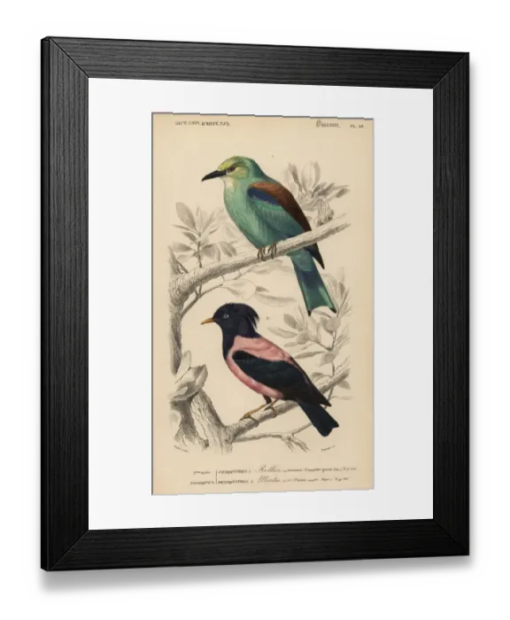 Framed Print : European roller, Coracias garrulus, and rosy Framed Print : European roller, Coracias garrulus, and rosy