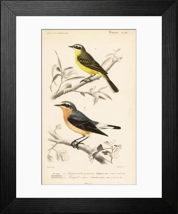 Framed Print : Western yellow wagtail, Motacilla flava Framed Print : Western yellow wagtail, Motacilla flava