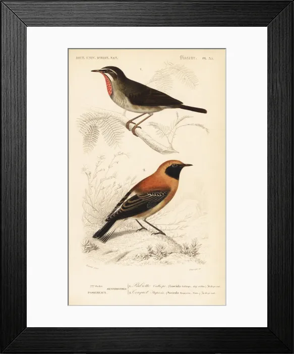 Framed Print : Siberian rubythroat and black-eared wheatear morph