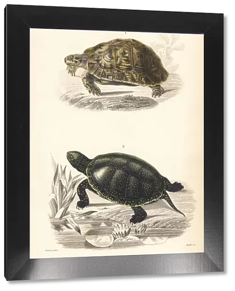 Mediterranean spur-thighed tortoise and Japanese pond turtle