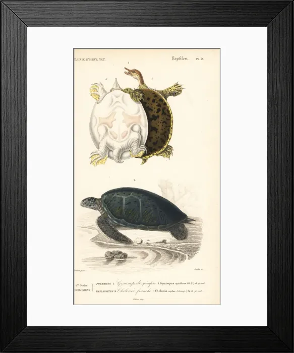 Framed Print : Gulf coast spiny softshell turtle and endangered Framed Print : Gulf coast spiny softshell turtle and endangered
