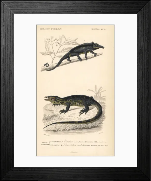 Framed Print : Furcifer bifidus chameleon and water monitor lizard Framed Print : Furcifer bifidus chameleon and water monitor lizard