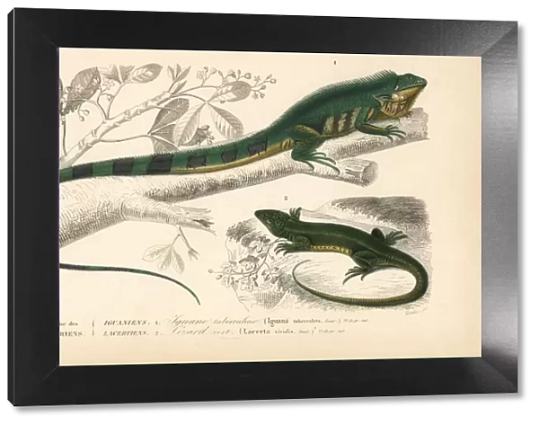 Common green iguana and green lizard