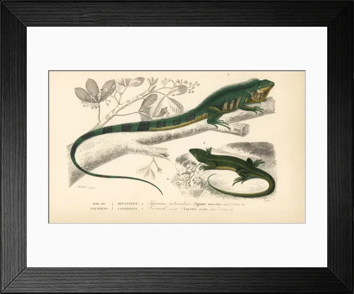 Framed Print : Common green iguana and green lizard Framed Print : Common green iguana and green lizard