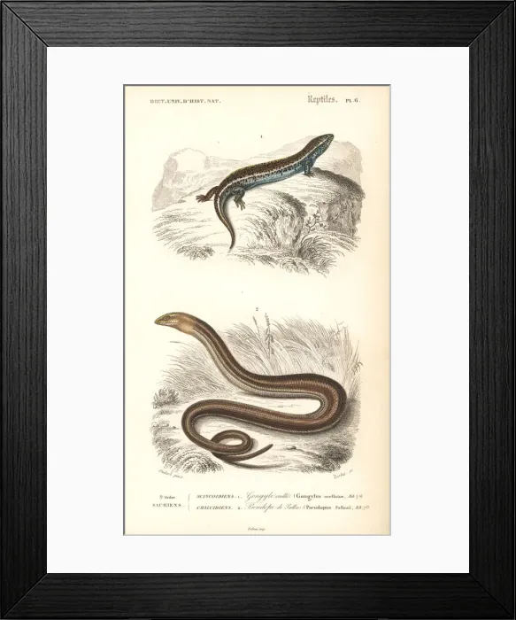 Framed Print : Ocellated (bronze) skink and European glass lizard Framed Print : Ocellated (bronze) skink and European glass lizard