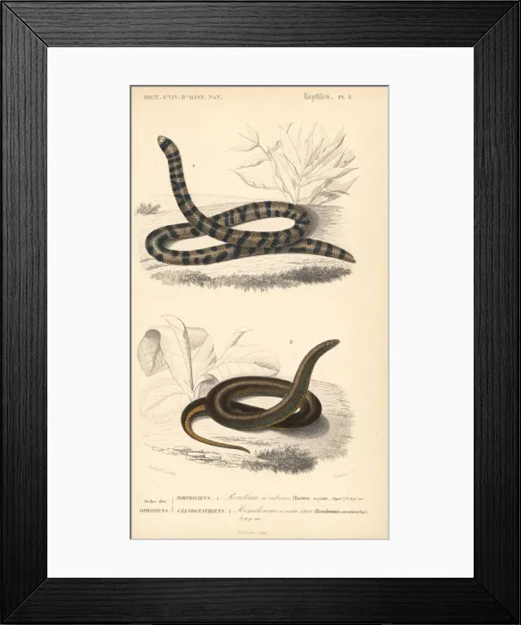 Framed Print : Coral cylinder snake and common slug eater Framed Print : Coral cylinder snake and common slug eater