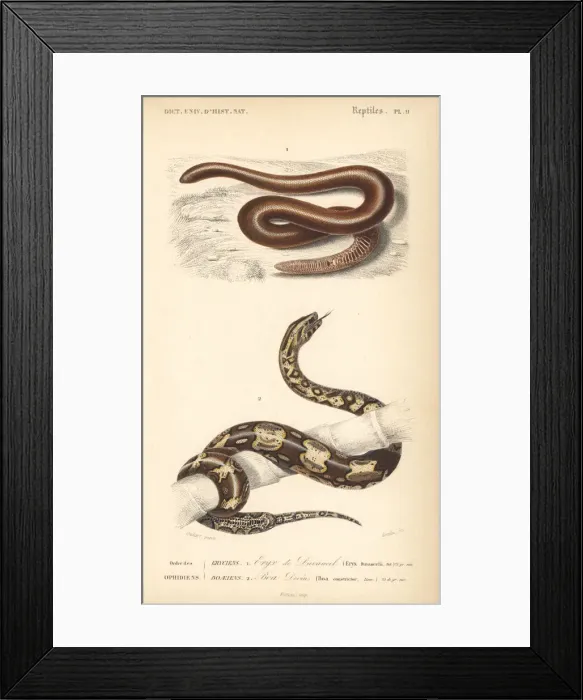 Framed Print : Brown sand boa and boa constrictor Framed Print : Brown sand boa and boa constrictor