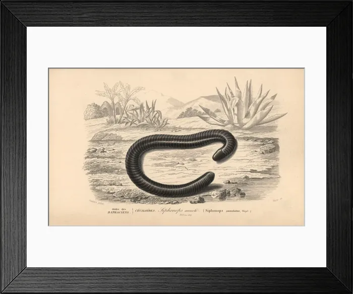 Framed Print : Ringed caecilian, Siphonops annulatus Framed Print : Ringed caecilian, Siphonops annulatus