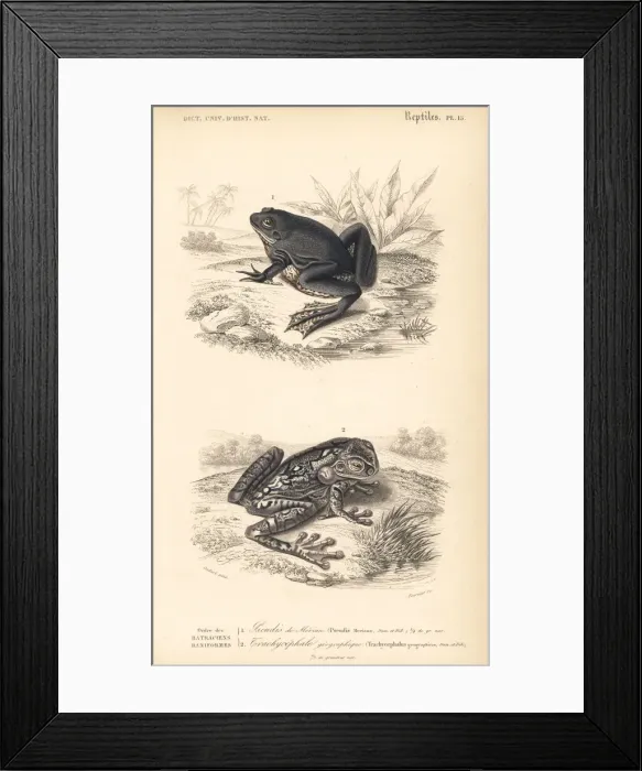 Framed Print : Paradoxical frog and black-spotted casque-headed tree frog Framed Print : Paradoxical frog and black-spotted casque-headed tree frog