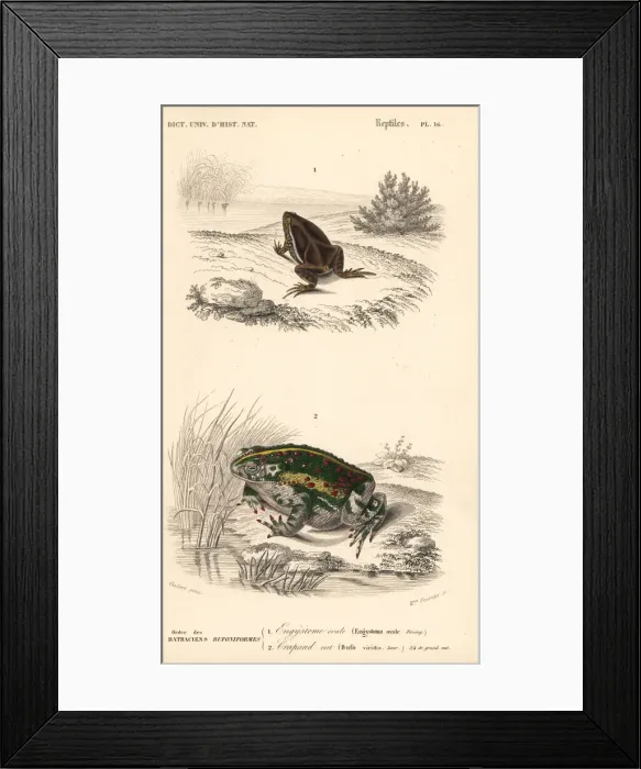Framed Print : Elachistocleis ovalis frog and European green toad Framed Print : Elachistocleis ovalis frog and European green toad