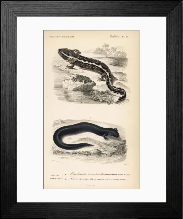Framed Print : Mudpuppy and greater siren Framed Print : Mudpuppy and greater siren