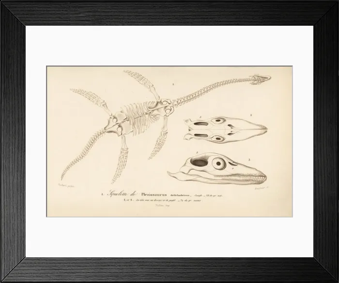 Framed Print : Skeleton of a Plesiosaurus dolichodeirus Framed Print : Skeleton of a Plesiosaurus dolichodeirus