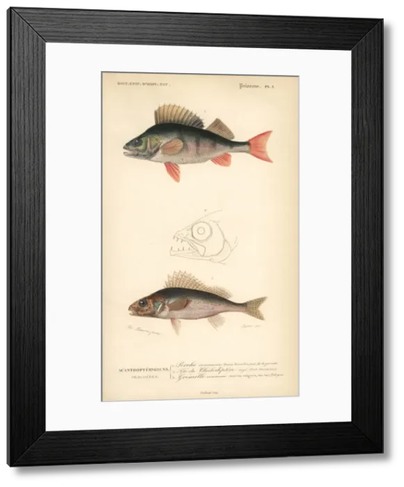 Framed Print : European perch and ruffe Framed Print : European perch and ruffe
