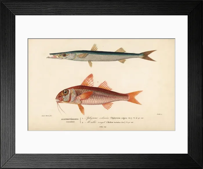 Framed Print : Barracuda, Sphyraena sphyraena, and red mullet Framed Print : Barracuda, Sphyraena sphyraena, and red mullet