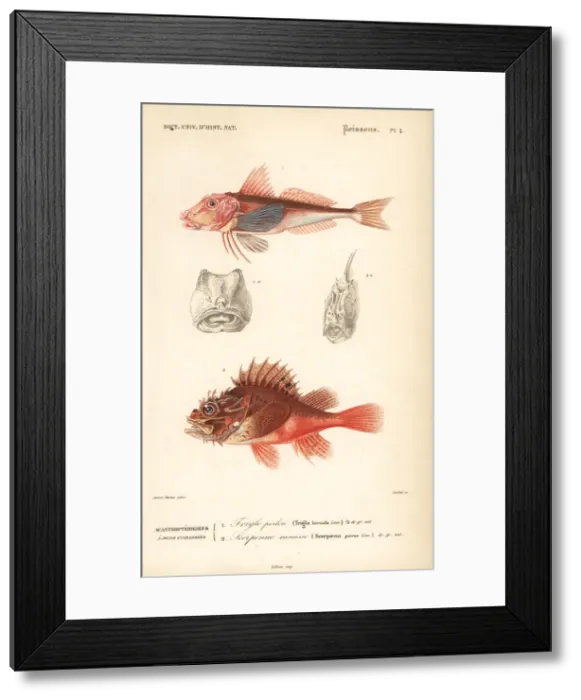 Framed Print : Tub gurnard and black scorpion-fish Framed Print : Tub gurnard and black scorpion-fish