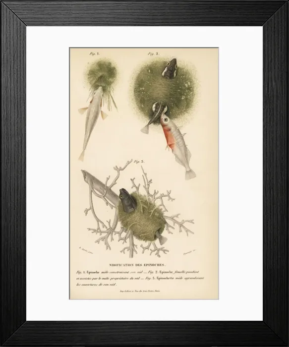 Framed Print : Sticklebacks and their nests Framed Print : Sticklebacks and their nests