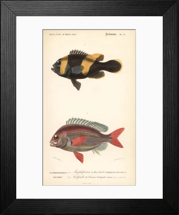 Framed Print : Saddleback clownfish and whitecheek monocle bream Framed Print : Saddleback clownfish and whitecheek monocle bream