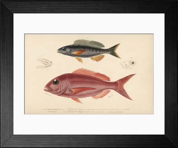 Framed Print : Pandora fish and picarel Framed Print : Pandora fish and picarel