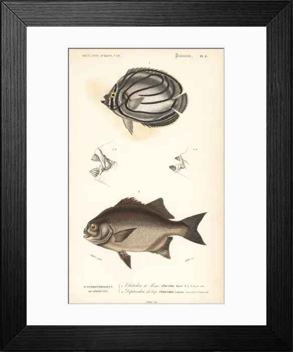 Framed Print : Scrawled butterflyfish and galjoen Framed Print : Scrawled butterflyfish and galjoen