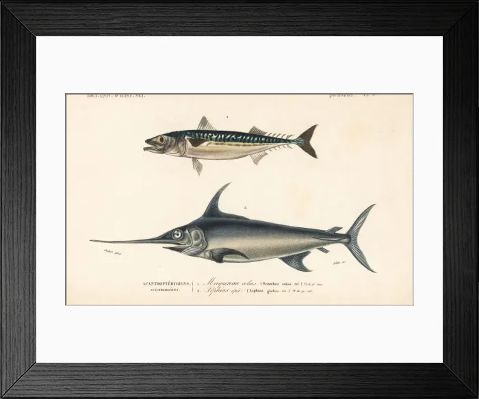 Framed Print : Chub mackerel, Scomber colias, and swordfish Framed Print : Chub mackerel, Scomber colias, and swordfish