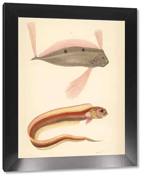 Ribbonfish and red bandfish