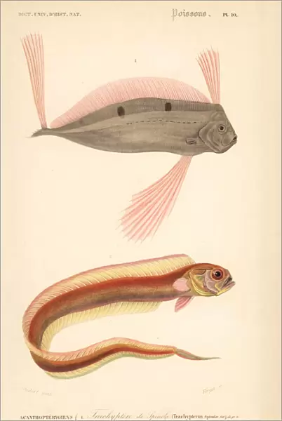 Ribbonfish and red bandfish