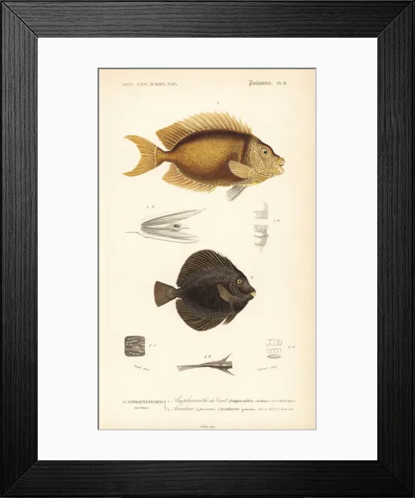 Framed Print : Blue-spotted spinefoot and spotted tang Framed Print : Blue-spotted spinefoot and spotted tang