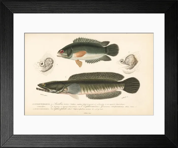 Framed Print : Climbing perch and snakehead murrel Framed Print : Climbing perch and snakehead murrel