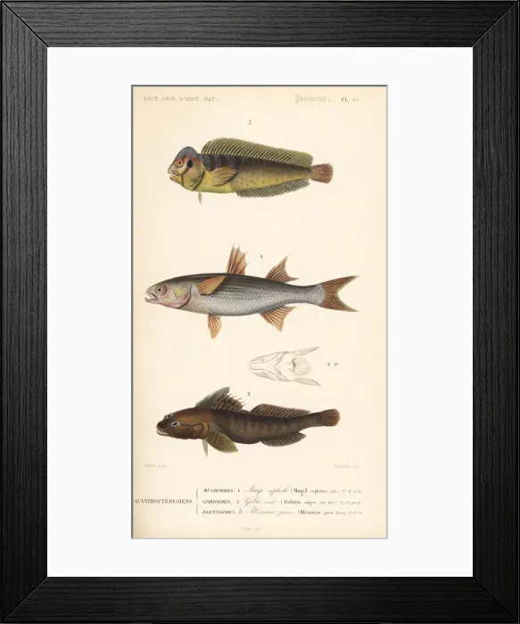 Framed Print : Peacock blenny, flathead mullet, and black goby Framed Print : Peacock blenny, flathead mullet, and black goby