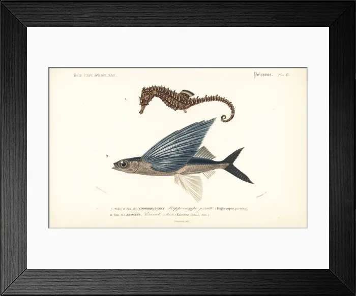 Framed Print : Lined seahorse and tropical two-wing flying-fish Framed Print : Lined seahorse and tropical two-wing flying-fish