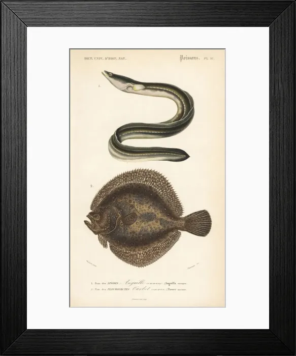 Framed Print : European eel, critically endangered, and turbot Framed Print : European eel, critically endangered, and turbot