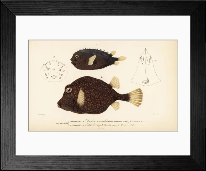 Framed Print : Long-spine porcupinefish and smooth trunkfish Framed Print : Long-spine porcupinefish and smooth trunkfish