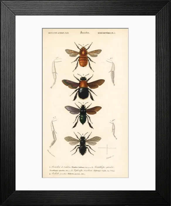 Framed Print : Species of bumblebees Framed Print : Species of bumblebees
