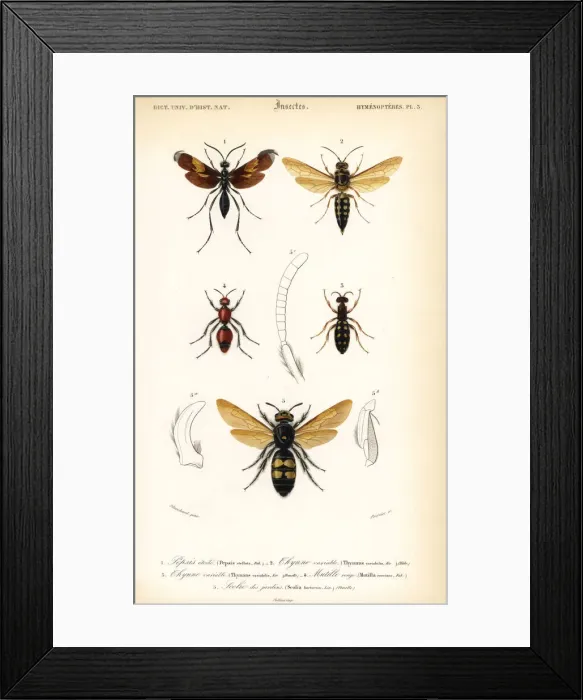 Framed Print : Species of wasps Framed Print : Species of wasps
