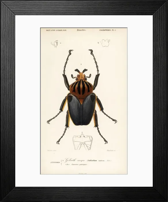 Framed Print : Goliath beetle, Goliathus cacicus Framed Print : Goliath beetle, Goliathus cacicus