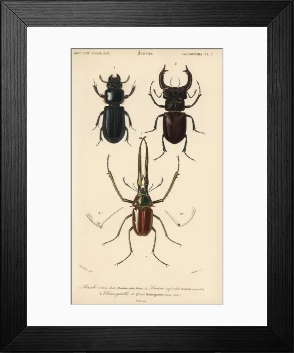 Framed Print : Exotic beetles Framed Print : Exotic beetles