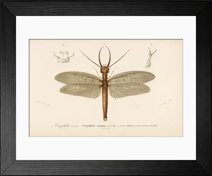 Framed Print : Eastern dobsonfly, Corydalus cornutus Framed Print : Eastern dobsonfly, Corydalus cornutus