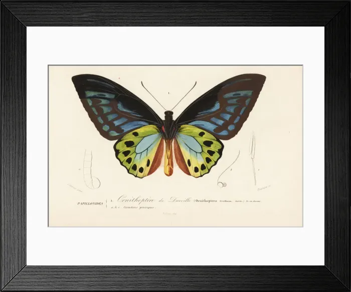Framed Print : Urvilles birdwing butterfly, Ornithoptera Framed Print : Urvilles birdwing butterfly, Ornithoptera