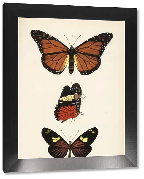Monarch, red cracker and doris longwing butterflies