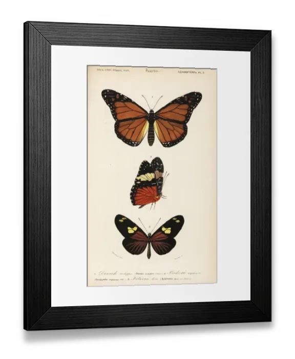 Framed Print : Monarch, red cracker and doris longwing butterflies Framed Print : Monarch, red cracker and doris longwing butterflies