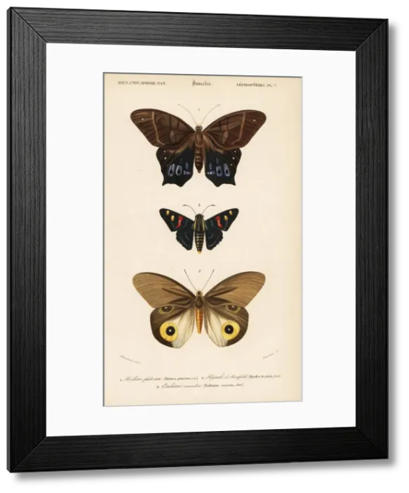 Framed Print : Exotic butterflies Framed Print : Exotic butterflies