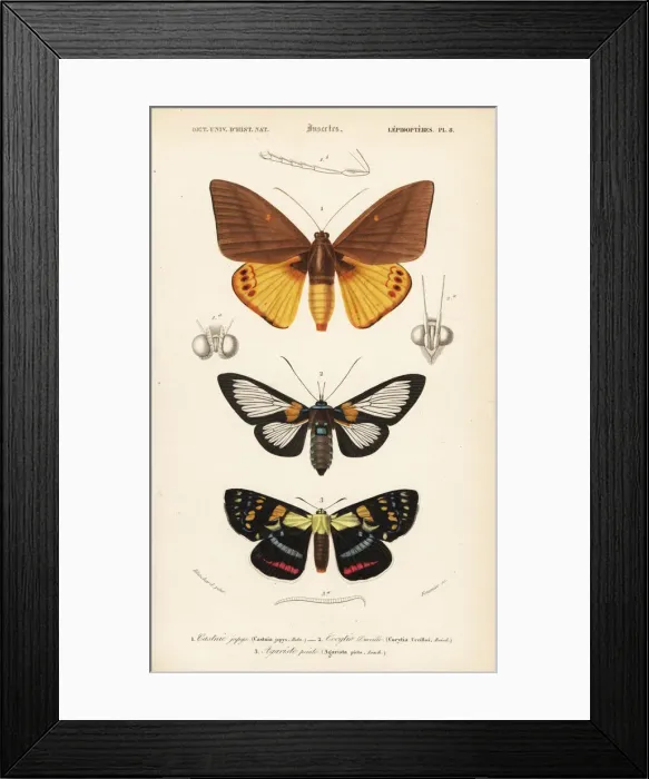 Framed Print : Exotic moths Framed Print : Exotic moths