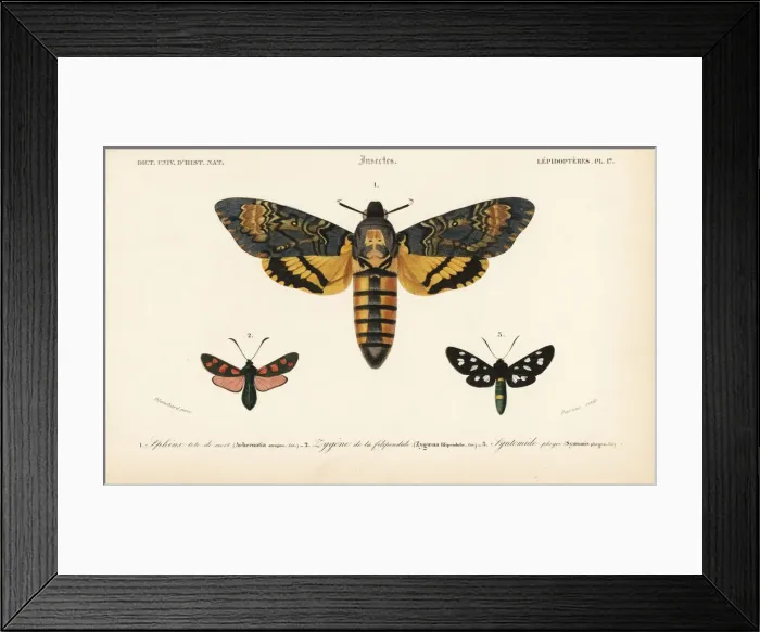 Framed Print : Deaths head hawkmoth, six-spot burnet Framed Print : Deaths head hawkmoth, six-spot burnet