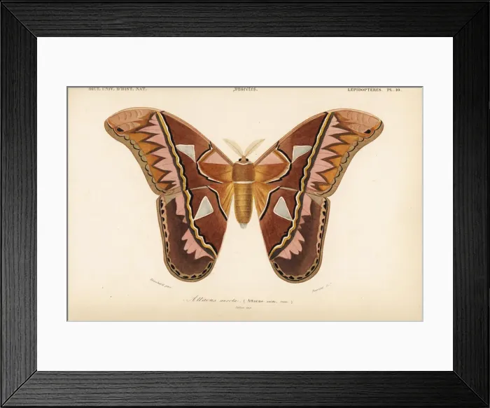 Framed Print : Rothschildia aurota moth (Attacus aurota) Framed Print : Rothschildia aurota moth (Attacus aurota)