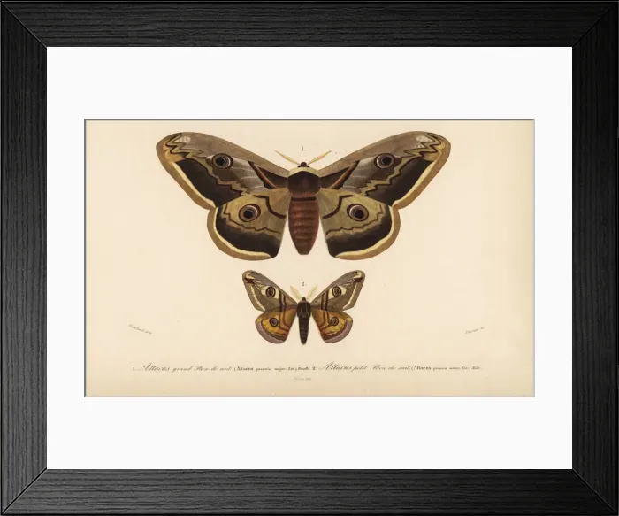 Framed Print : Emperor moths Framed Print : Emperor moths