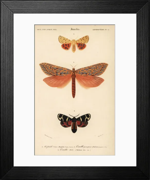 Framed Print : Exotic moths Framed Print : Exotic moths