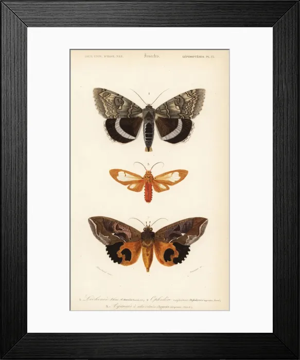 Framed Print : Exotic moths Framed Print : Exotic moths