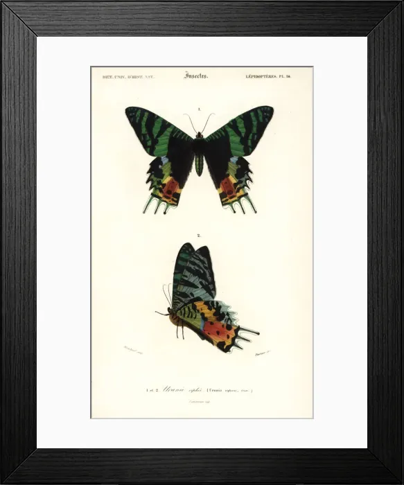 Framed Print : Madagascan sunset moth, Chrysiridia rhipheus Framed Print : Madagascan sunset moth, Chrysiridia rhipheus