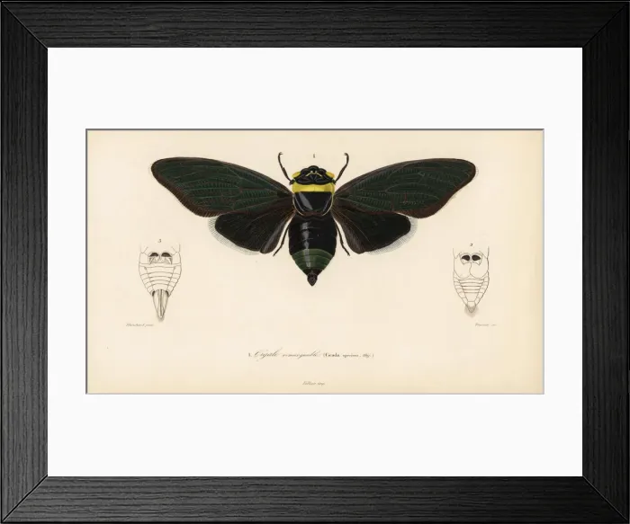 Framed Print : Tacua speciosa cicada Framed Print : Tacua speciosa cicada