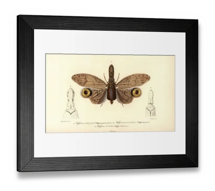 Framed Print : Fulgora species, South American lantern fly Framed Print : Fulgora species, South American lantern fly